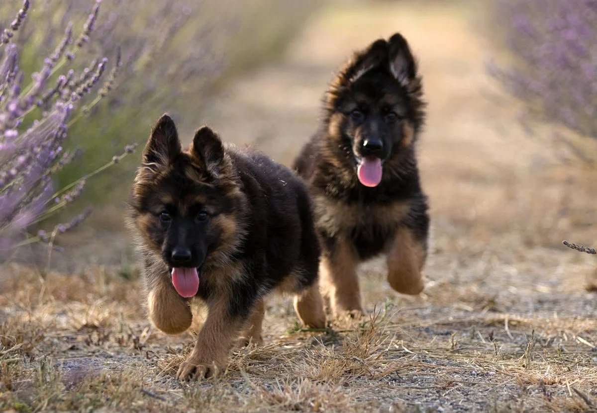 German Shepherd angle 2